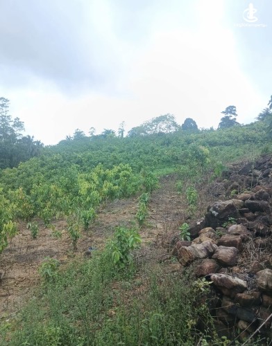 Land for Sale in Agalawatta - Land for sale in agalawatta - photo 4