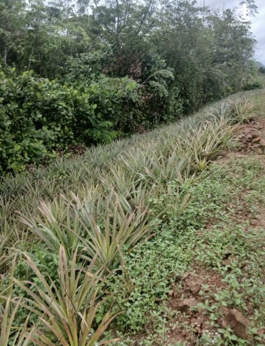 Land for Sale in Agalawatta - Land for sale in agalawatta - photo 5