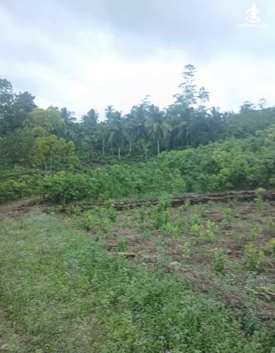 Land for Sale in Agalawatta - Land for sale in agalawatta - photo 8