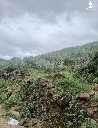 Land for Sale in Agalawatta - Land for sale in agalawatta - photo 9