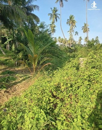 Land for Sale in Katupota - Land for sale in katupotha - photo 2