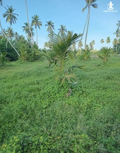 Land for Sale in Katupota - Land for sale in katupotha - photo 4