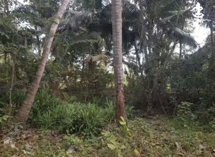 Land for Sale in Tangalla - Land for sale in thangalla - photo 3