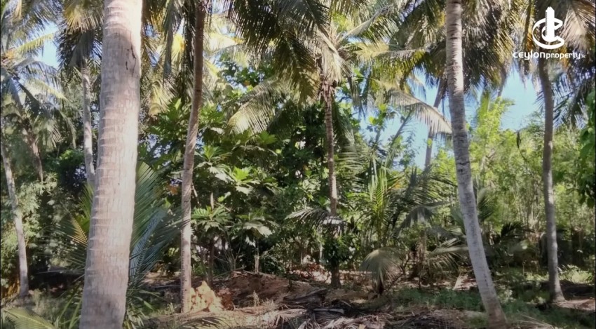 Land for Sale in Mawathagama - Land for sale in mawathagama - photo 1