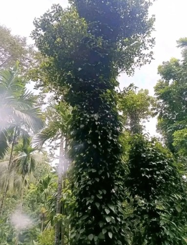Land for Sale in Avissawella - Land for sale in awissawella - photo 3