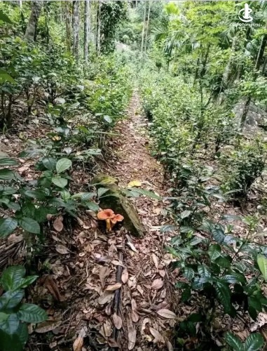 Land for Sale in Avissawella - Land for sale in awissawella - photo 6