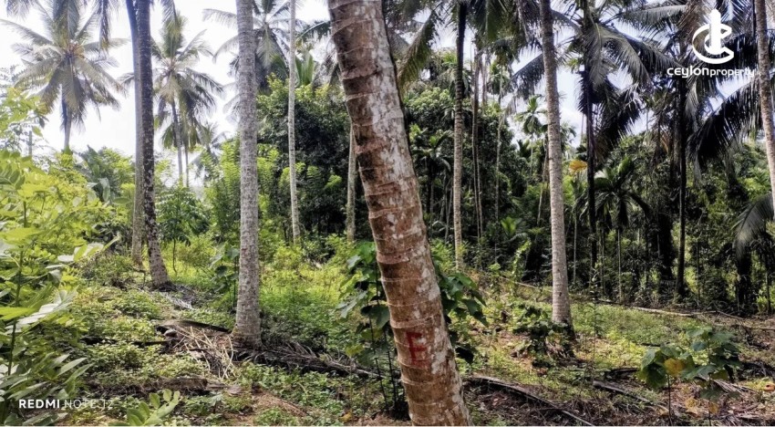 Land for Sale in Kosgama - Land for sale in kosgama - photo 2