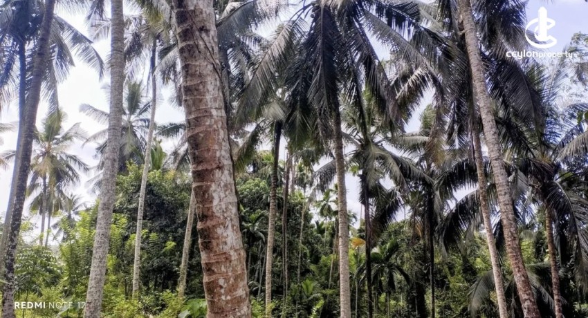 Land for Sale in Kosgama - Land for sale in kosgama - photo 3