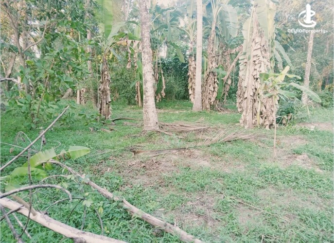 Land for Sale in Katunayake - Land for sale in katunayaka - photo 2