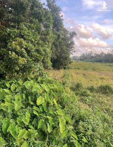 Land for Sale in Ahangama - Land for sale in ahangama - photo 2