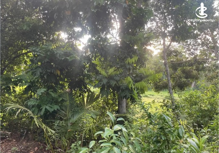 Land for Sale in Ahangama - Land for sale in ahangama - photo 3