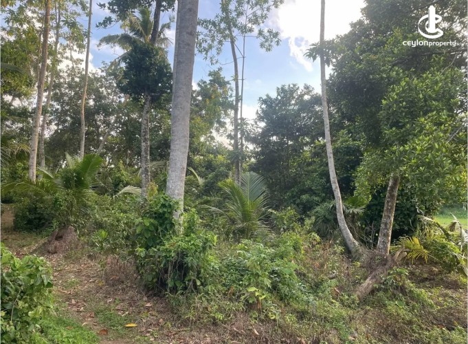 Land for Sale in Ahangama - Land for sale in ahangama - photo 4