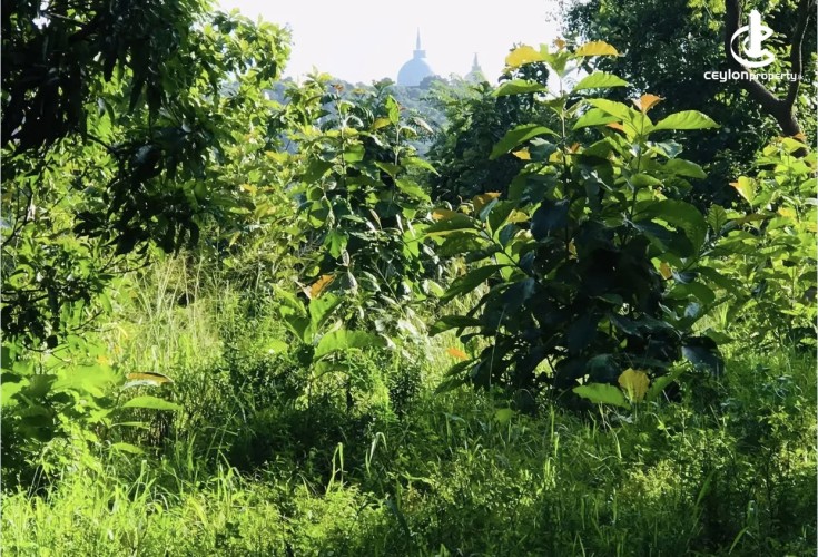 Land for Sale in Mihintale - Land for sale in Mihinthale - photo 1