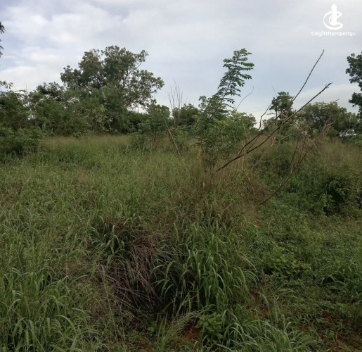 Land for Sale in Hambantota - Land for sale in hambantota - photo 2