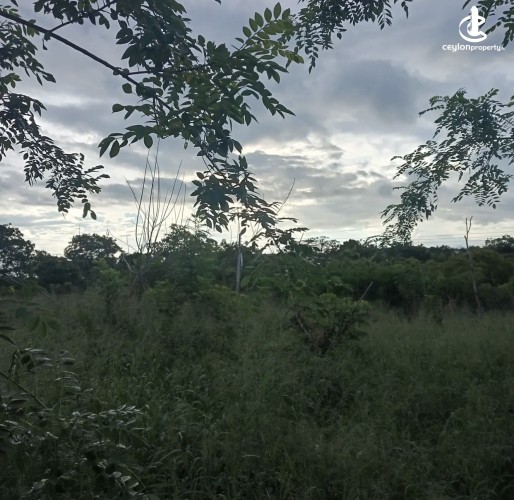 Land for Sale in Hambantota - Land for sale in hambantota - photo 3