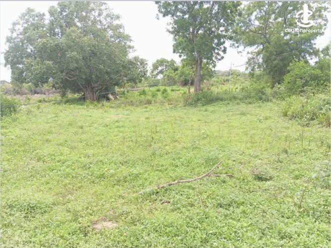 Land for Sale in Thanamalwila - Land for sale in thanamalwila - photo 3