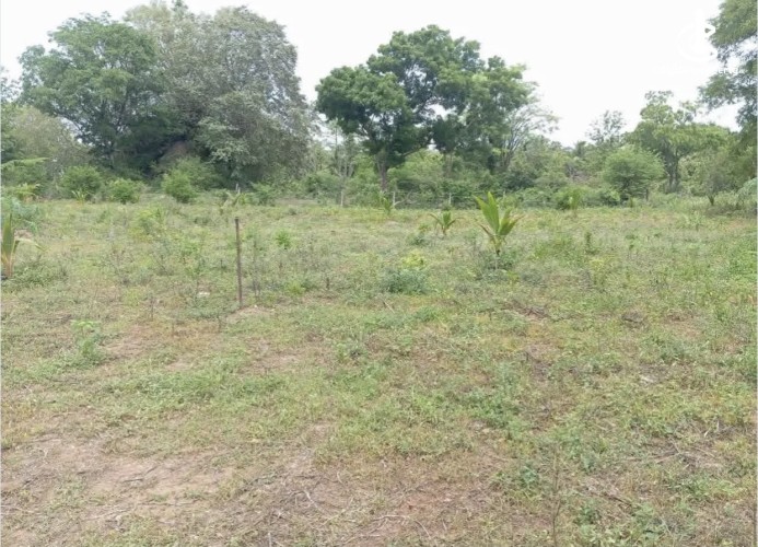 Land for Sale in Thanamalwila - Land for sale in thanamalwila - photo 4