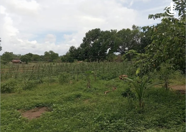 Land for Sale in Thanamalwila - Land for sale in thanamalwila - photo 5