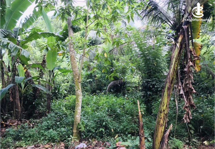 Land for Sale in Horana - Land for sale in horana - photo 3