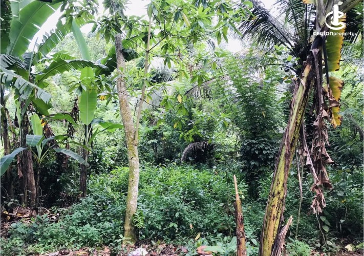 Land for Sale in Horana - Land for sale in horana - photo 4