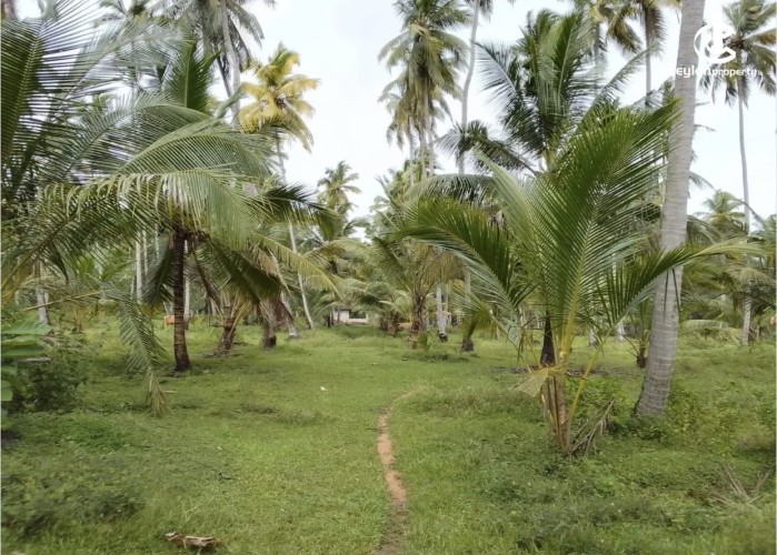 Land for Sale in Wariyapola - Land for sale in mahakeliya - photo 4