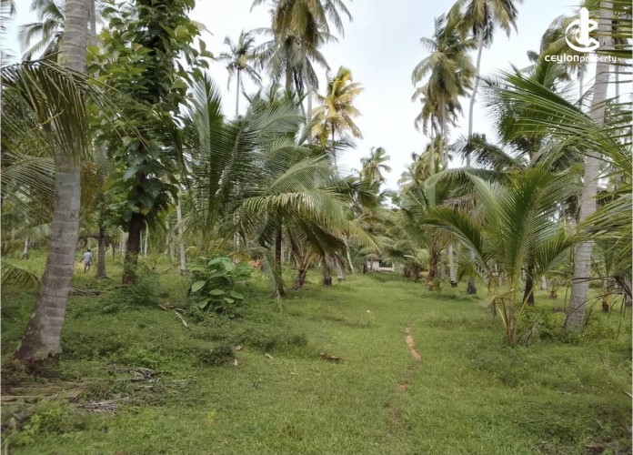 Land for Sale in Wariyapola - Land for sale in mahakeliya - photo 5