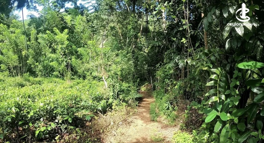 Land for Sale in Ratnapura - Land for sale in ingiriya - photo 2