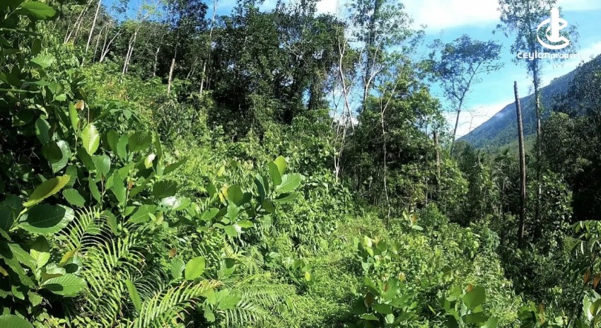 Land for Sale in Ratnapura - Land for sale in ingiriya - photo 3