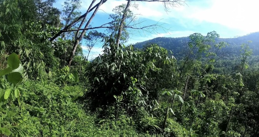 Land for Sale in Ratnapura - Land for sale in ingiriya - photo 4