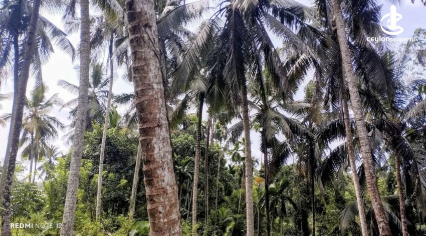 Land for Sale in Avissawella - Land for sale in awissawella - photo 1
