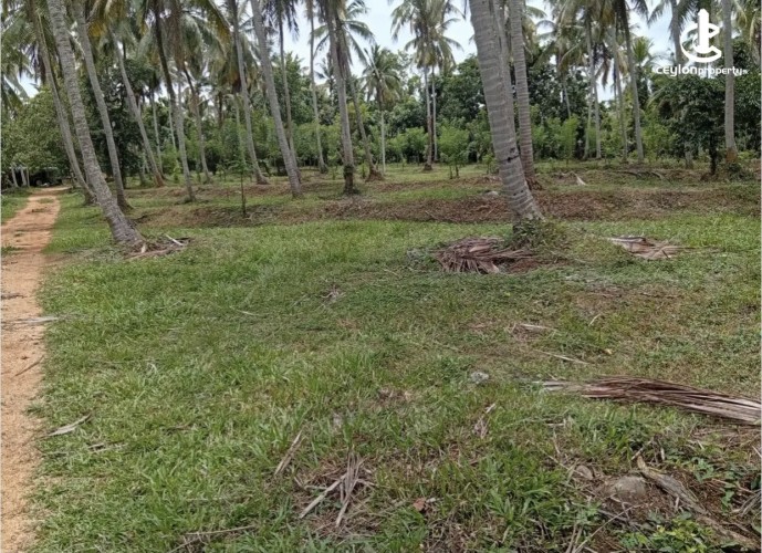 Land for Sale in Kurunegala - Land for sale in pallendeniya - photo 1
