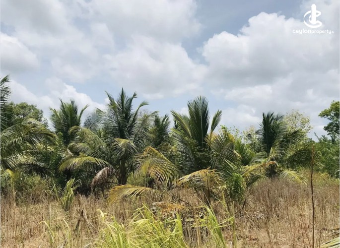 Land for Sale in Mihintale - Land for sale in Mihinthale - photo 5