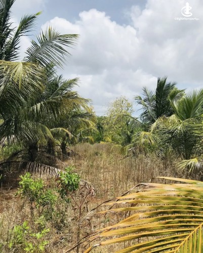 Land for Sale in Mihintale - Land for sale in Mihinthale - photo 6