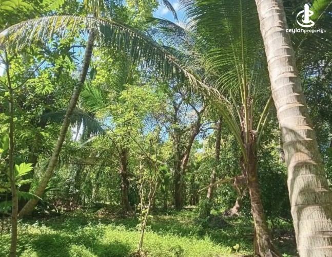 Land for Sale in Kurunegala - Land for sale in kurunagala - photo 1