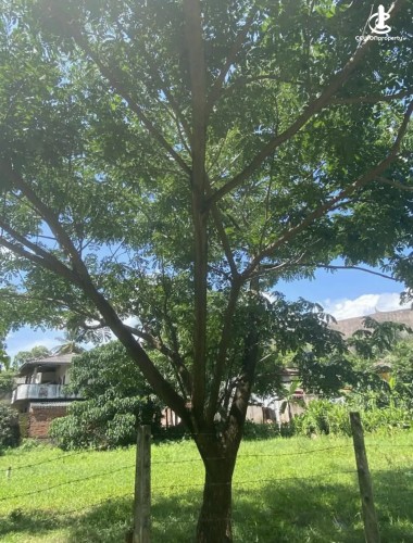 Land for Sale in Kurunegala - Land for sale in kurunagala - photo 3