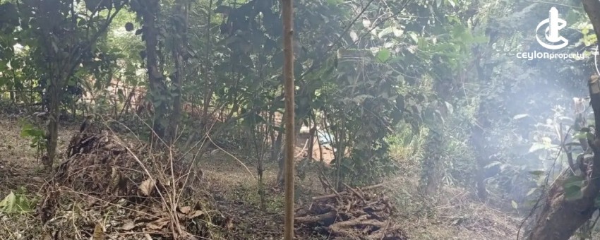 Land for Sale in Matale - Land for sale in matale - photo 3