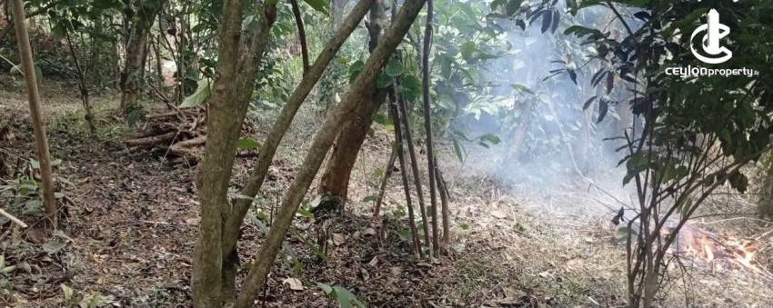 Land for Sale in Matale - Land for sale in matale - photo 4