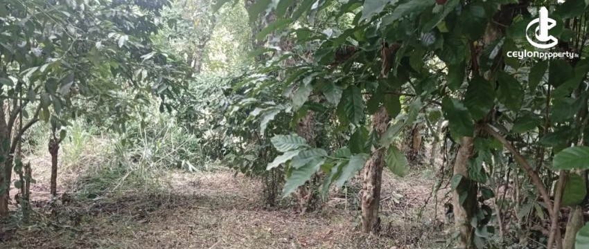 Land for Sale in Matale - Land for sale in matale - photo 7