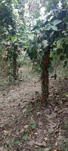 Land for Sale in Matale - Land for sale in matale - photo 8