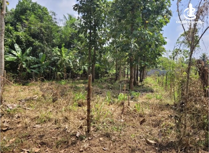 Land for Sale in Anuradhapura - Land for sale in Anuradhapura - photo 1