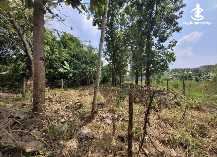 Land for Sale in Anuradhapura - Land for sale in Anuradhapura - photo 2
