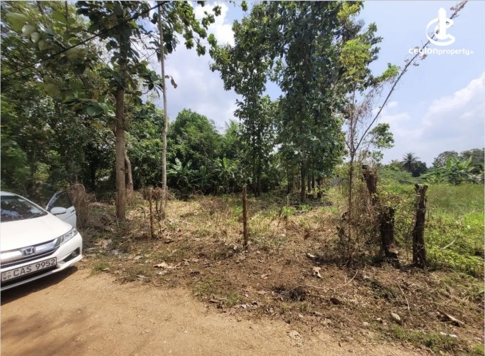 Land for Sale in Anuradhapura - Land for sale in Anuradhapura - photo 3