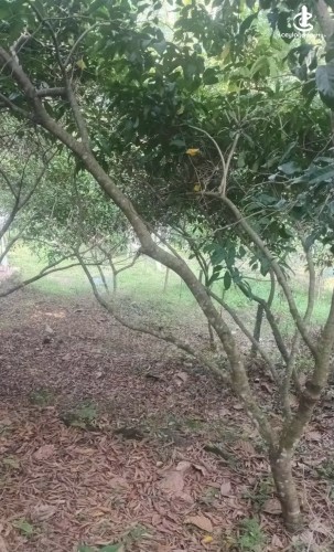 Land for Sale in Horana - Land for Sale in Horana - photo 3