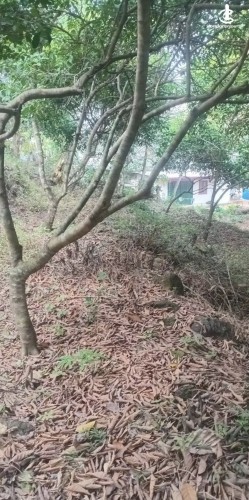 Land for Sale in Horana - Land for Sale in Horana - photo 4