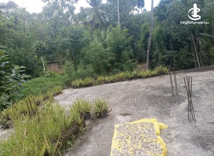 Land for Sale in Kurunegala - Land for sale in kurunagala - photo 4