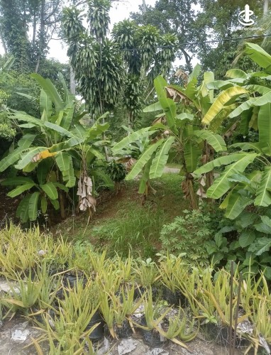 Land for Sale in Kurunegala - Land for sale in kurunagala - photo 7