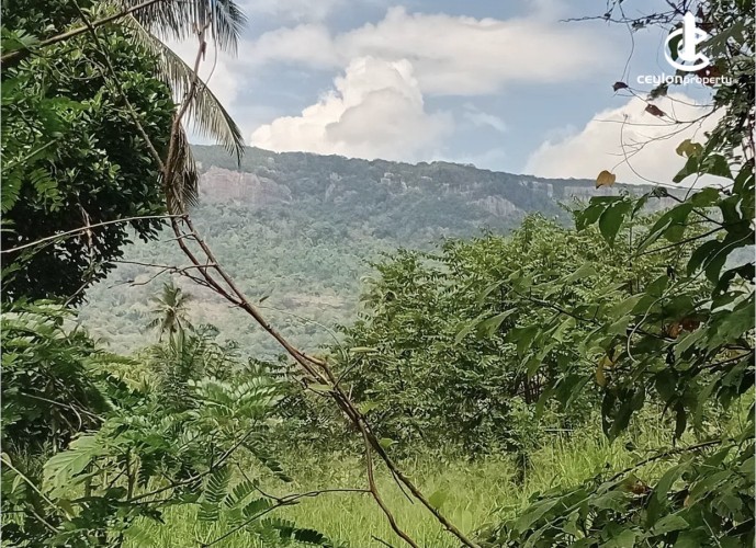 Land for Sale in Ibbagamuwa - Land for Sale in Ibbagamuwa - photo 1