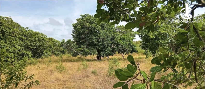 Land for Sale in Puttalam - Land for Sale in Puttalm - photo 1