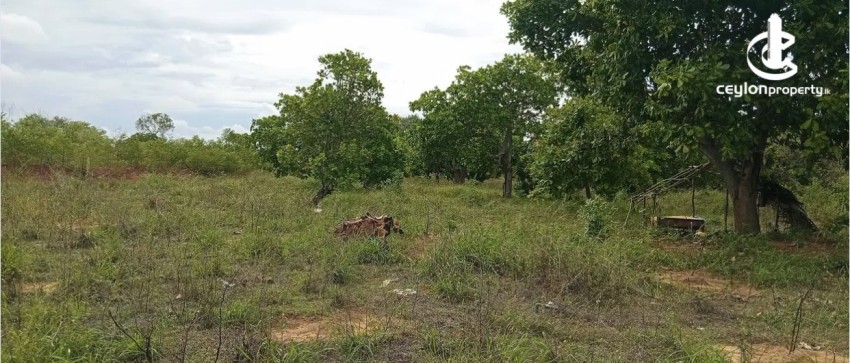 Land for Sale in Puttalam - Land for Sale in Puttalm - photo 4