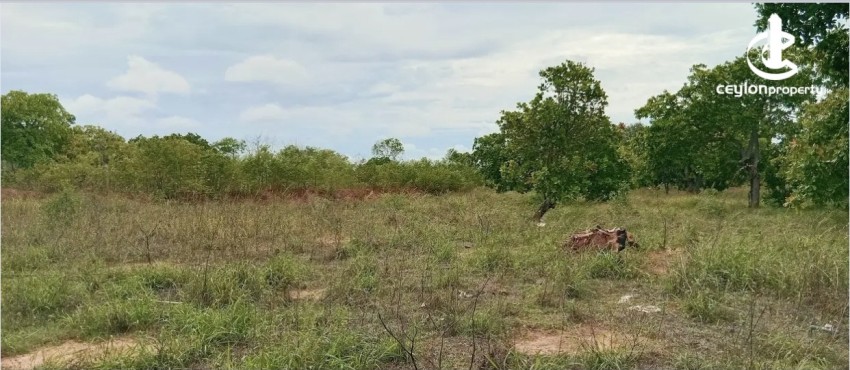 Land for Sale in Puttalam - Land for Sale in Puttalm - photo 5